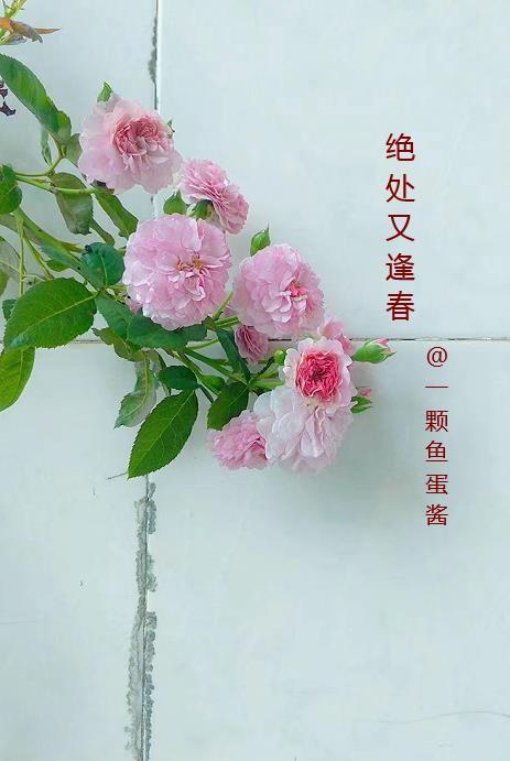 绝处又逢春谁是受